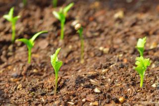 Coriander seedlings