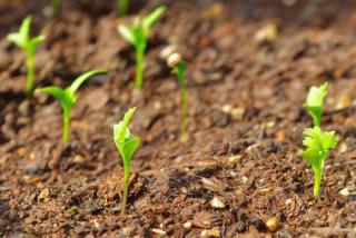 Young coriander seedlings grown in the plot help prevent bolting.