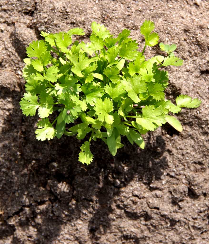 Coriander growing in a bare patch of clay soil.
