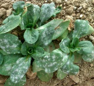 Corn salad growing and infected with a disease, probably powdery mildew.