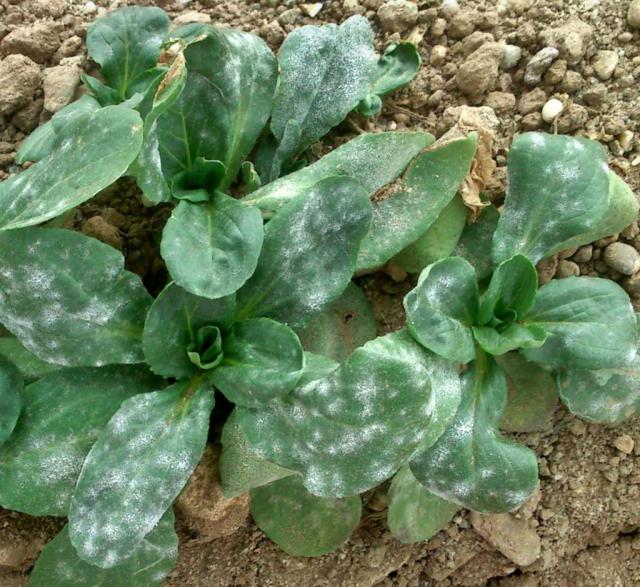 Corn salad growing and infected with a disease, probably powdery mildew.