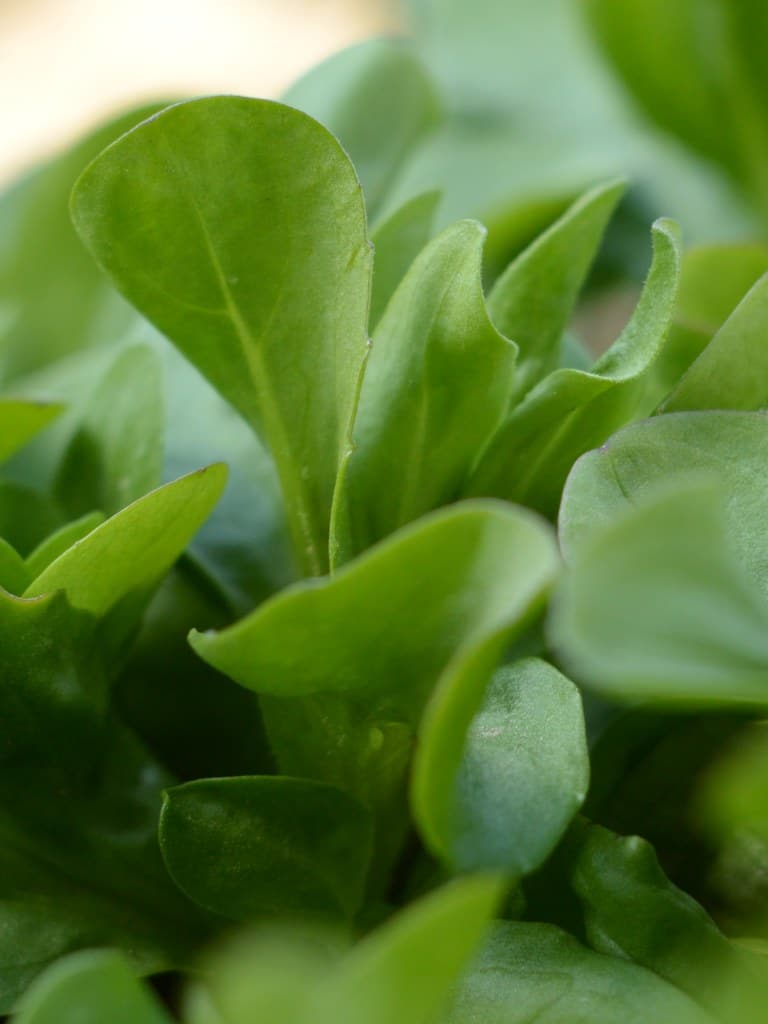 A few leaves of corn salad in the growing bed.