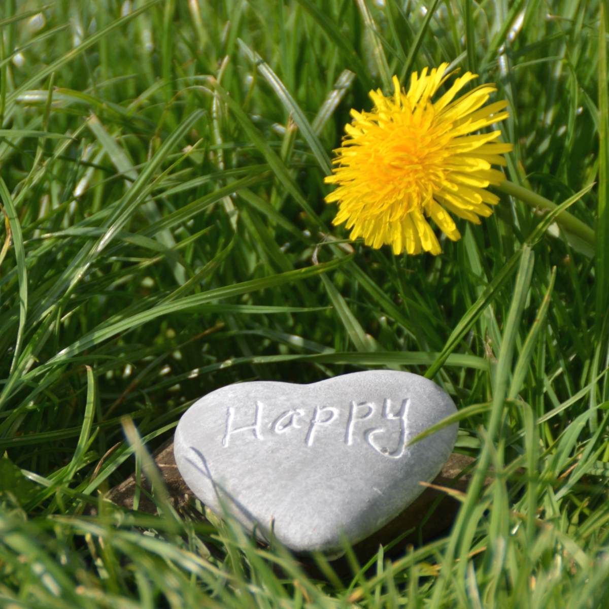 Dandelion in grass with heart-shaped stone marked with "happy".