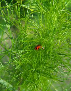 Dill leaves with a ladybug in them.