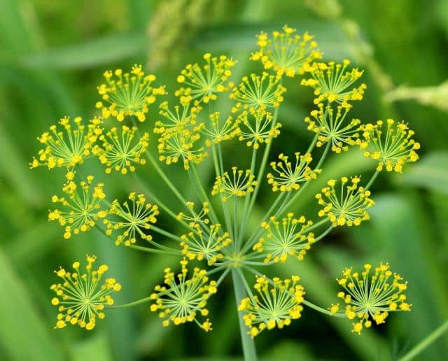 Flowering dill