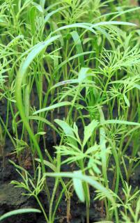 Growing dill