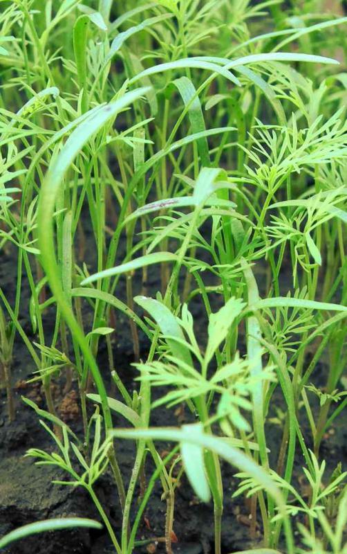 Growing dill