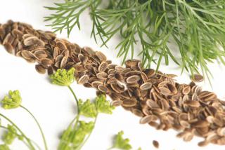 Dill health benefits