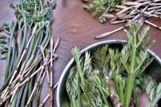 A few edible wild plants harvested from a walk