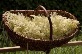 Flowers of the elder tree