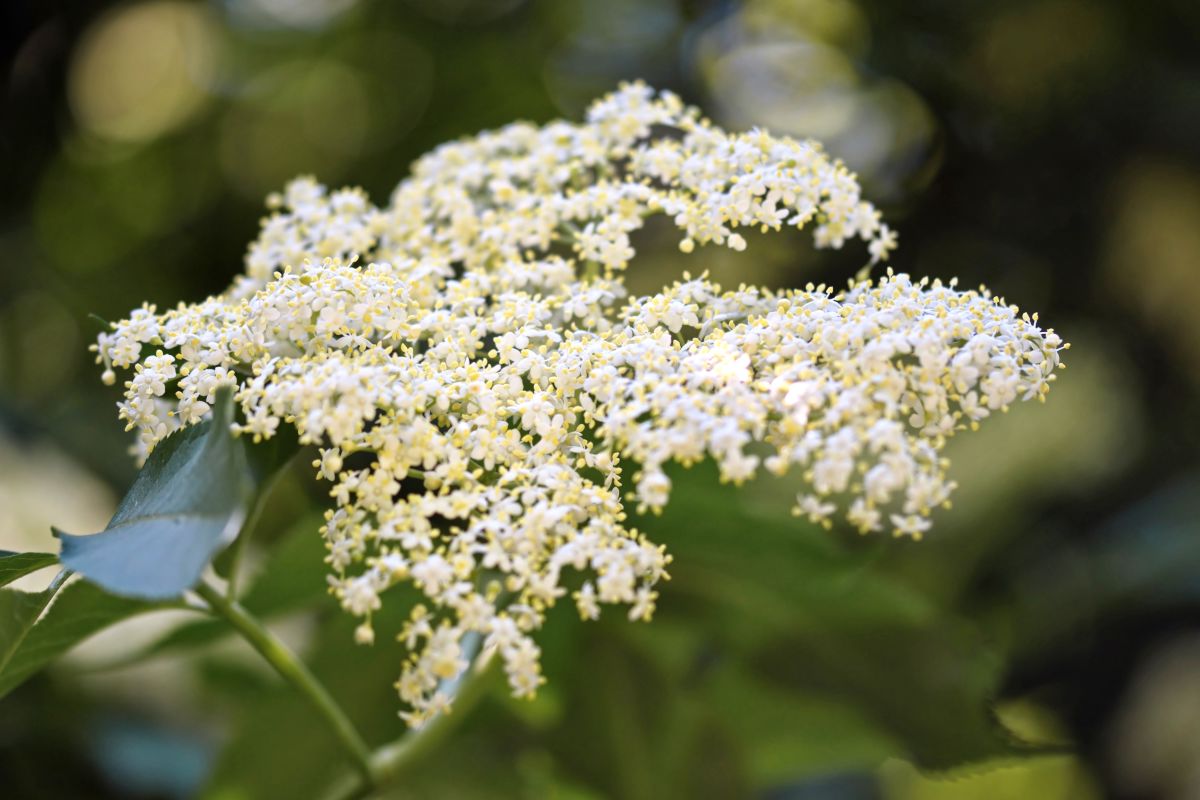 Elder, sambucus nigra, flower