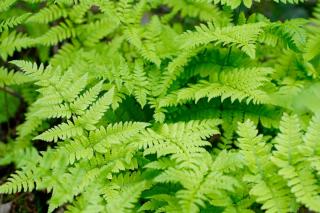 Fern