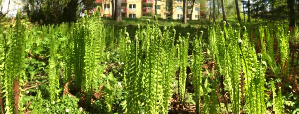 Caring for fern