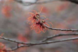 Flower like a tiny firework