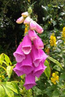 Proper care for foxglove involves watering and mulch