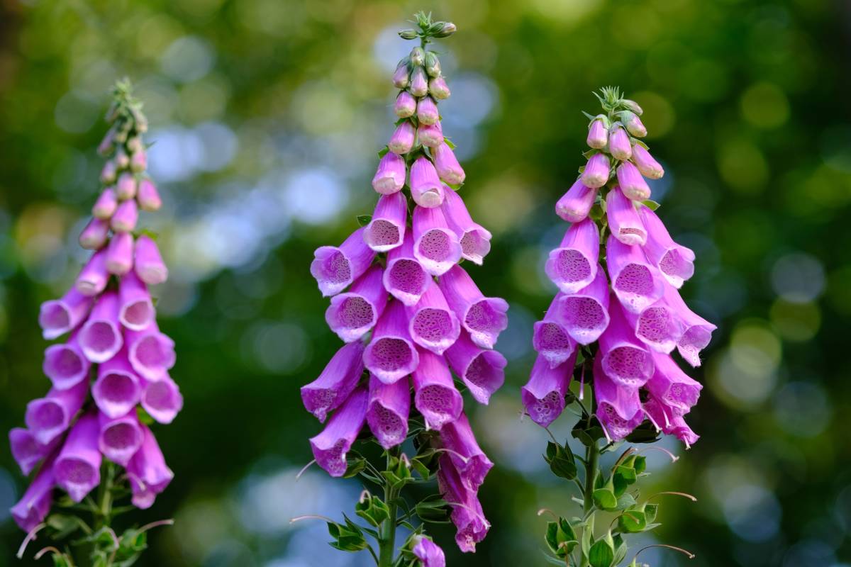 Three foxglove flowers scapes