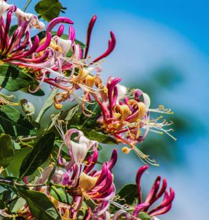 Honeysuckle fragrant