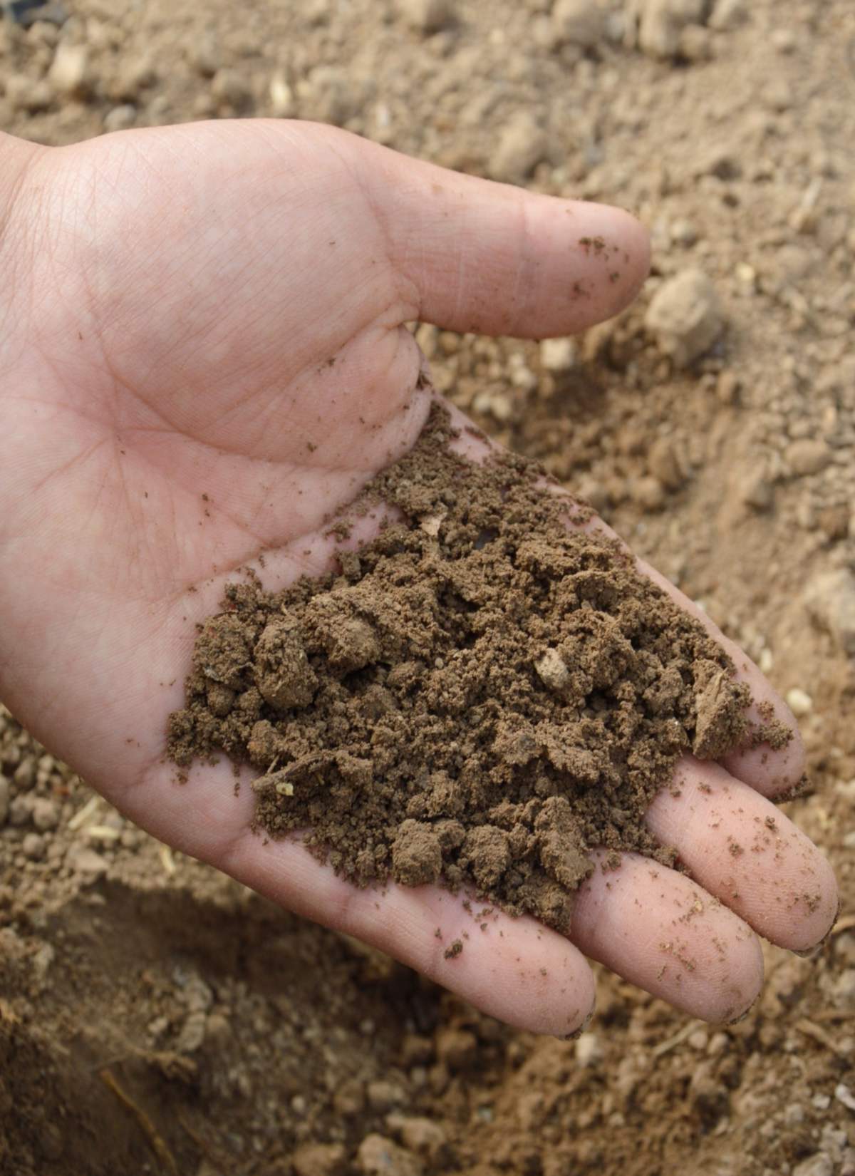 Sandy soil in a hand, the best way to identify the type of soil.