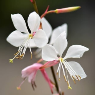 gaura in a pot