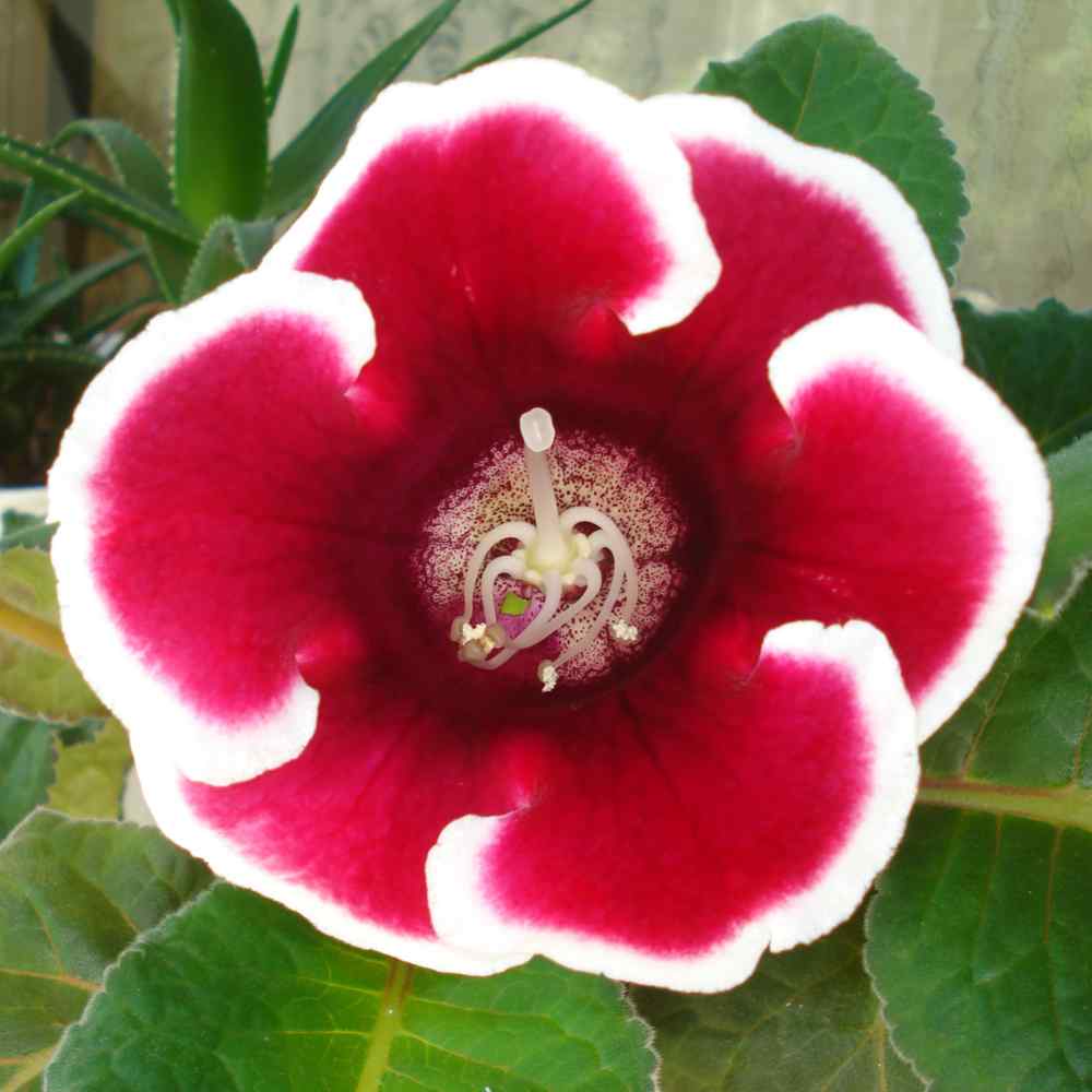 Cuidado de la planta gloxinia