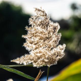 Puff of grass gone to seed