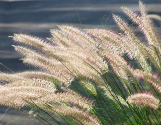 Wispy grasses in the wind for a wild garden