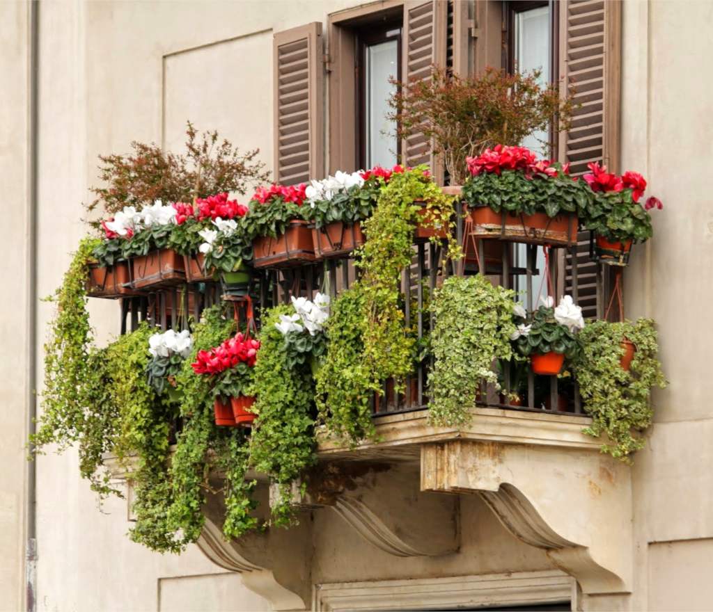 A balcony in winter overloaded with green ivy and red and white cyclamen flowers.