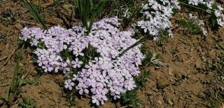 Plants help identify soil type, too