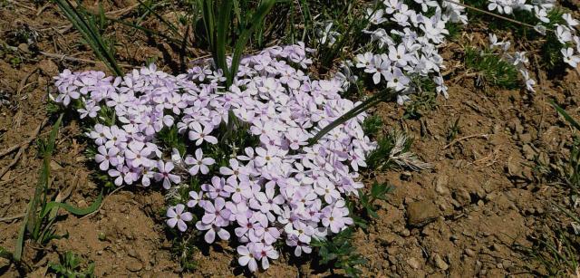 Plants help identify soil type, too