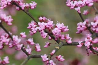 Cercis tree blooming