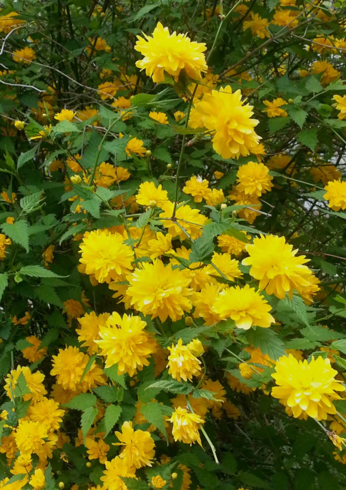 Full shrub with yellow kerria blooms.