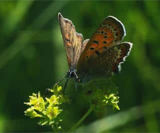 Flower with butterfly, Alchemilla