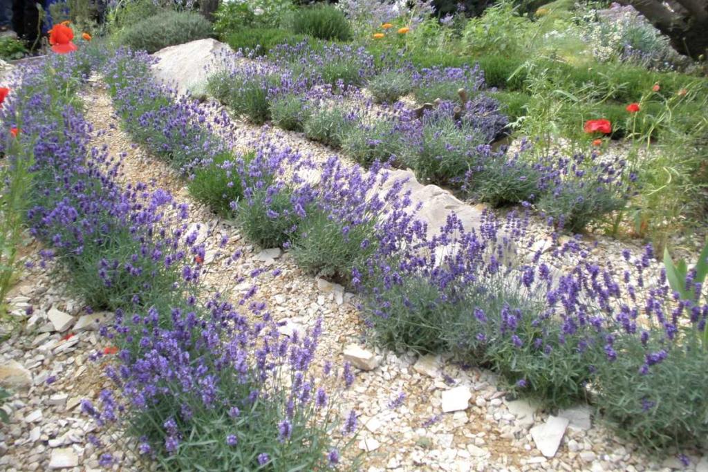 Thyme for a lavenderly Mediterranean garden to poppy up out of the ground