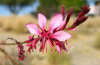 Close-up view of a beeblossom flower of the Lindheimer's variety with reddish pink petals