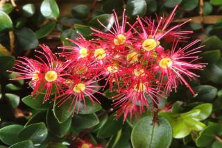 Metrosideros is a short shrub with surprising flowers