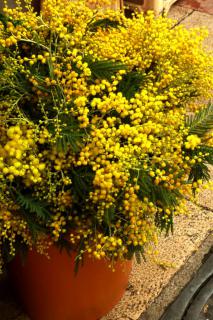 mimosa pot winter