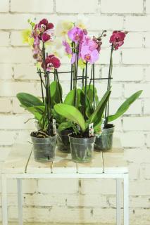 Orchids on a table