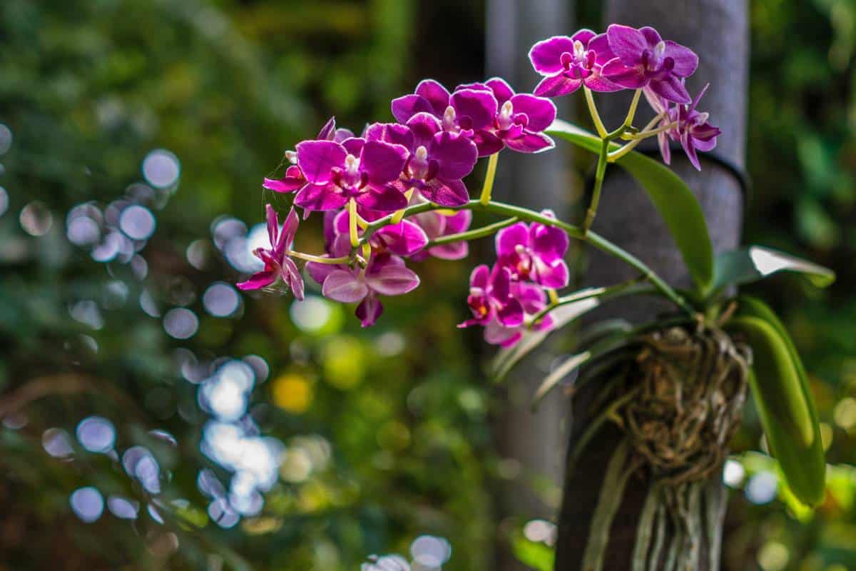 Orchid, like light on a tree