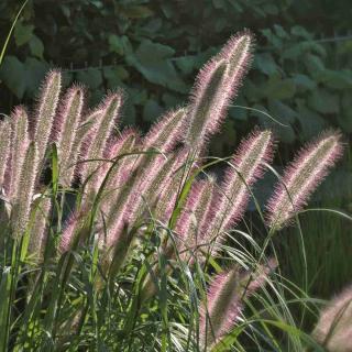 Oriental fountain grass