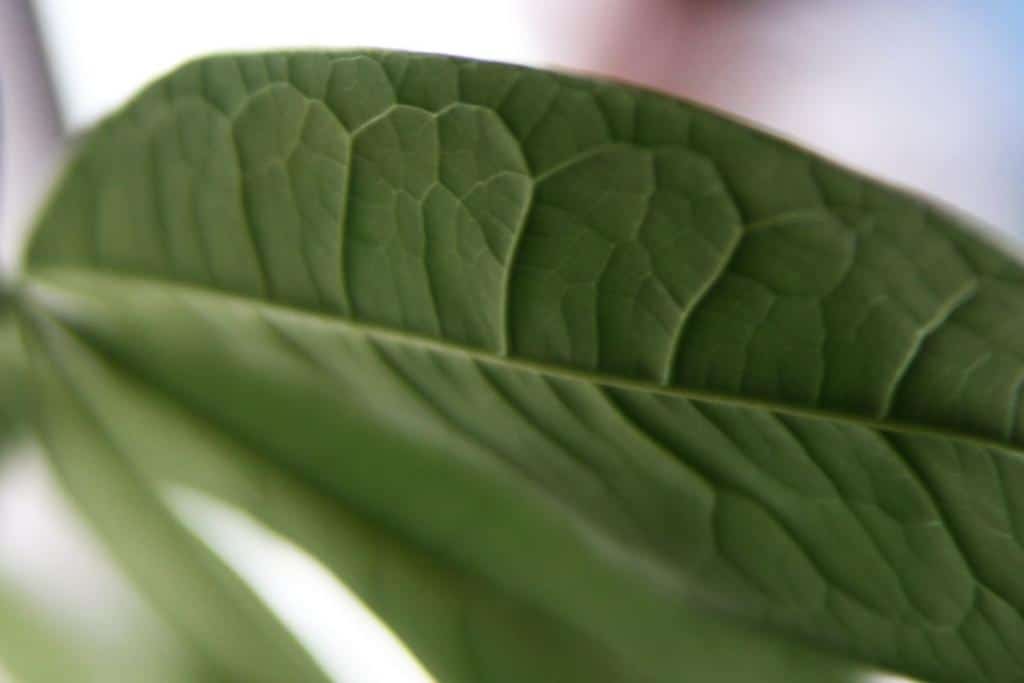 Leaf with no diseases