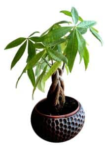 Small pachira in a pot