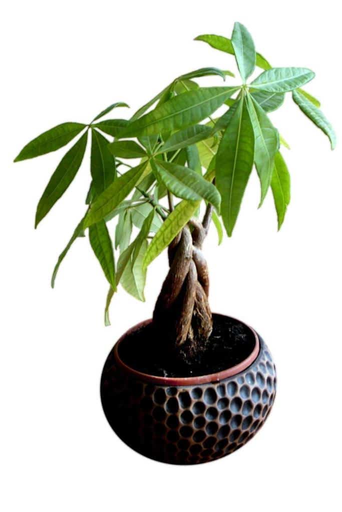 Pachira - care, watering, diseases, propagating money tree