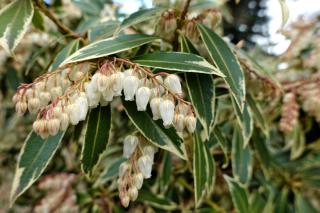 Pieris japonica, the Japanese andromeda, here in bloom with variegated leaves