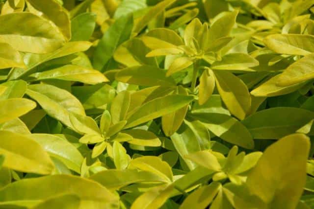 pittosporum