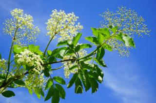 Planting guide for black elder