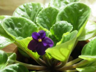 planting saintpaulia african-violet