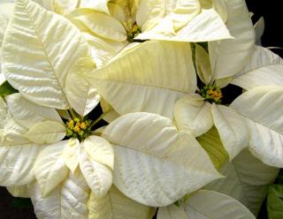 Caring for Poinsettia