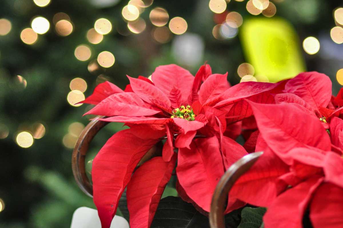 Red poinsettia blooms