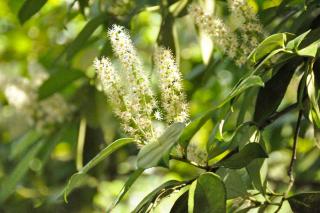 Prunus laurocerasus flowers and branches