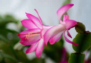 Schlumbergera - christmas cactus care